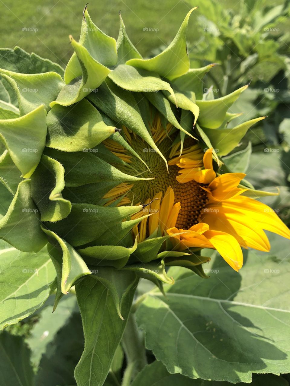 Sunflower blooming 