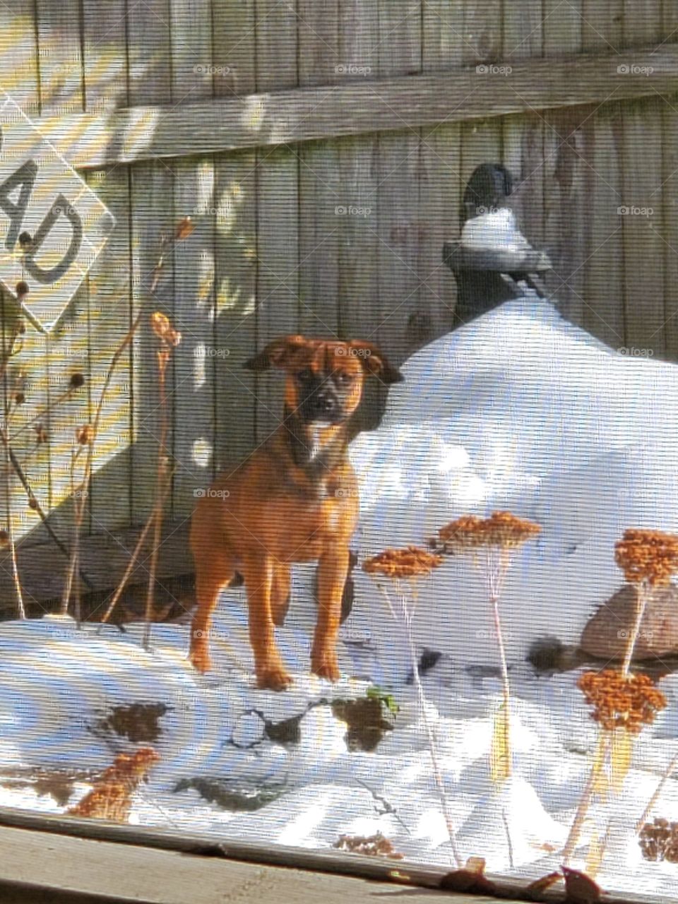 Dog loving the snow