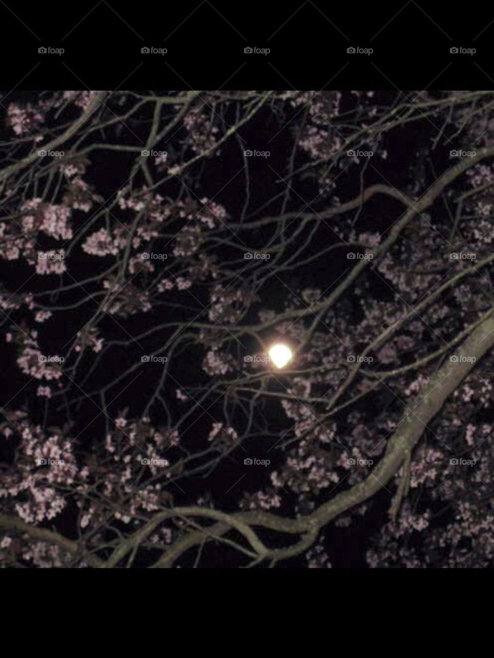 moon between the tree