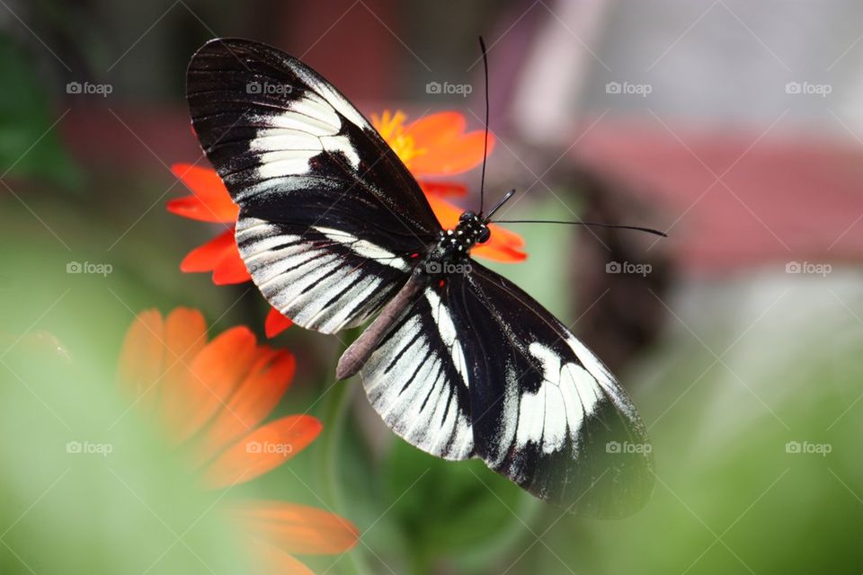 Piano key butterfly