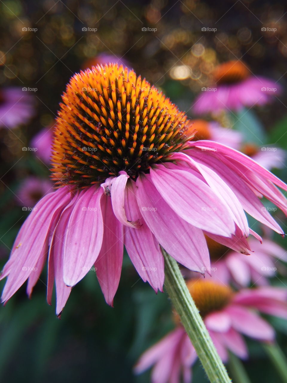 Pretty pink cone flower close up. Side view.