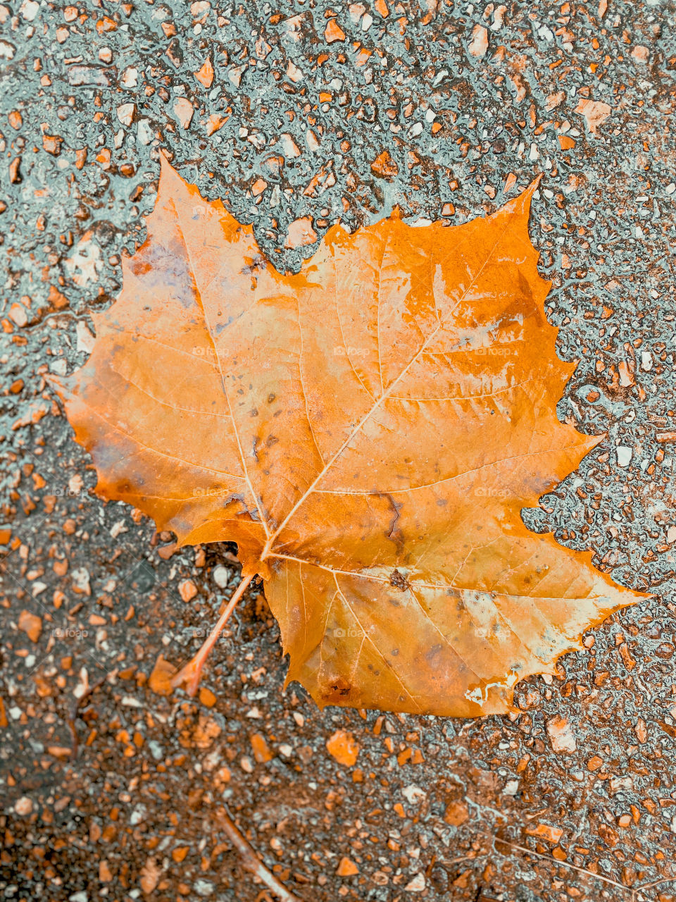 Autumn leaf 