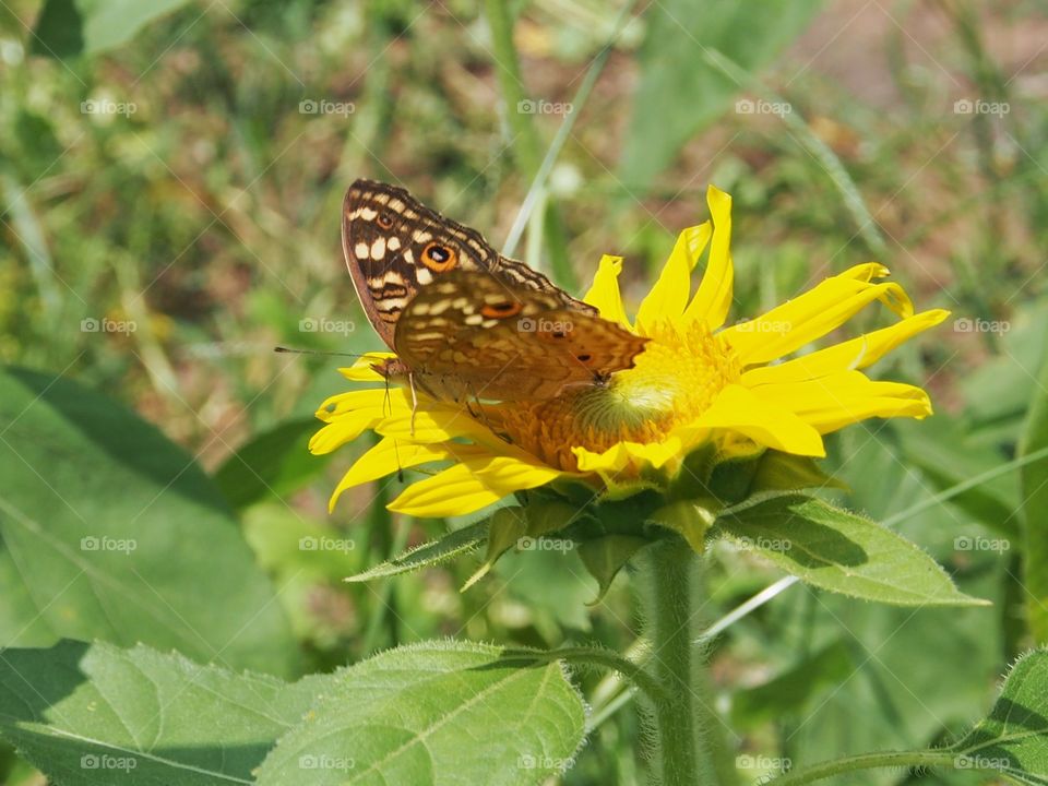 Butterfly rest on sunflower
