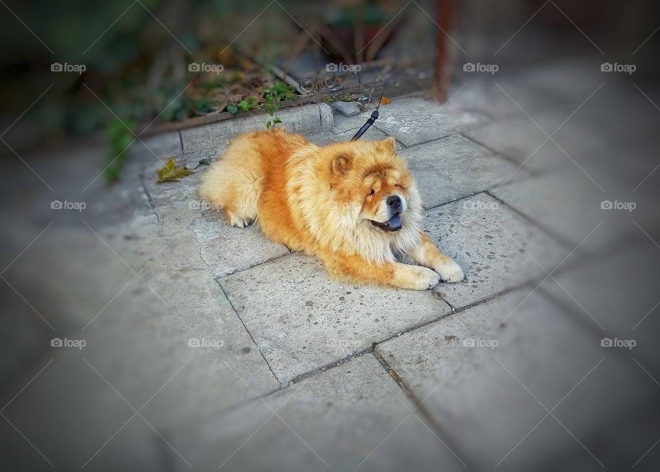 chao chao dog собака чао чао