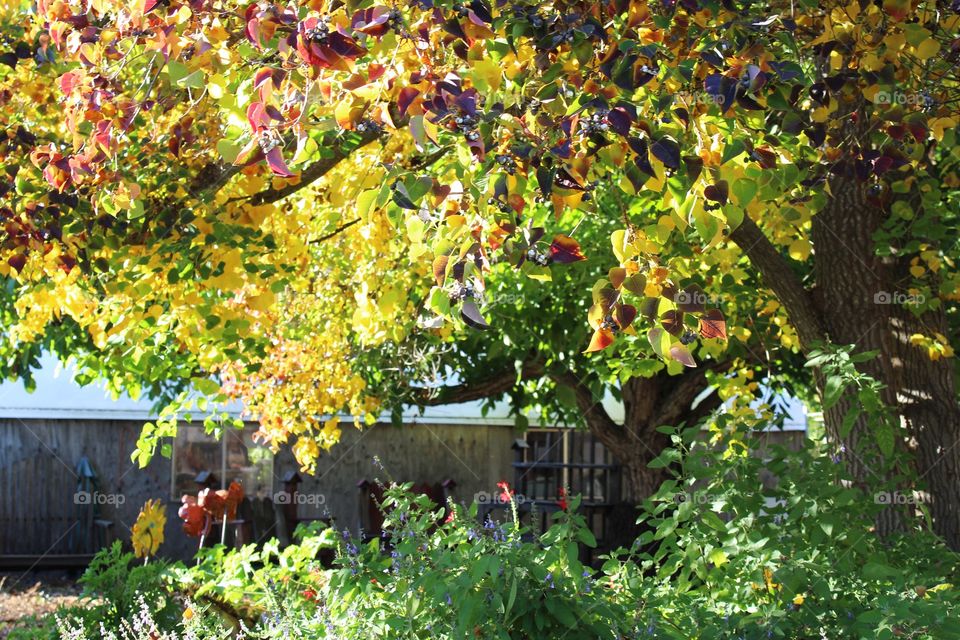 the house under the leaves