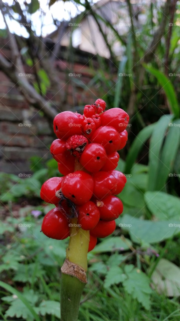 red wild berries 