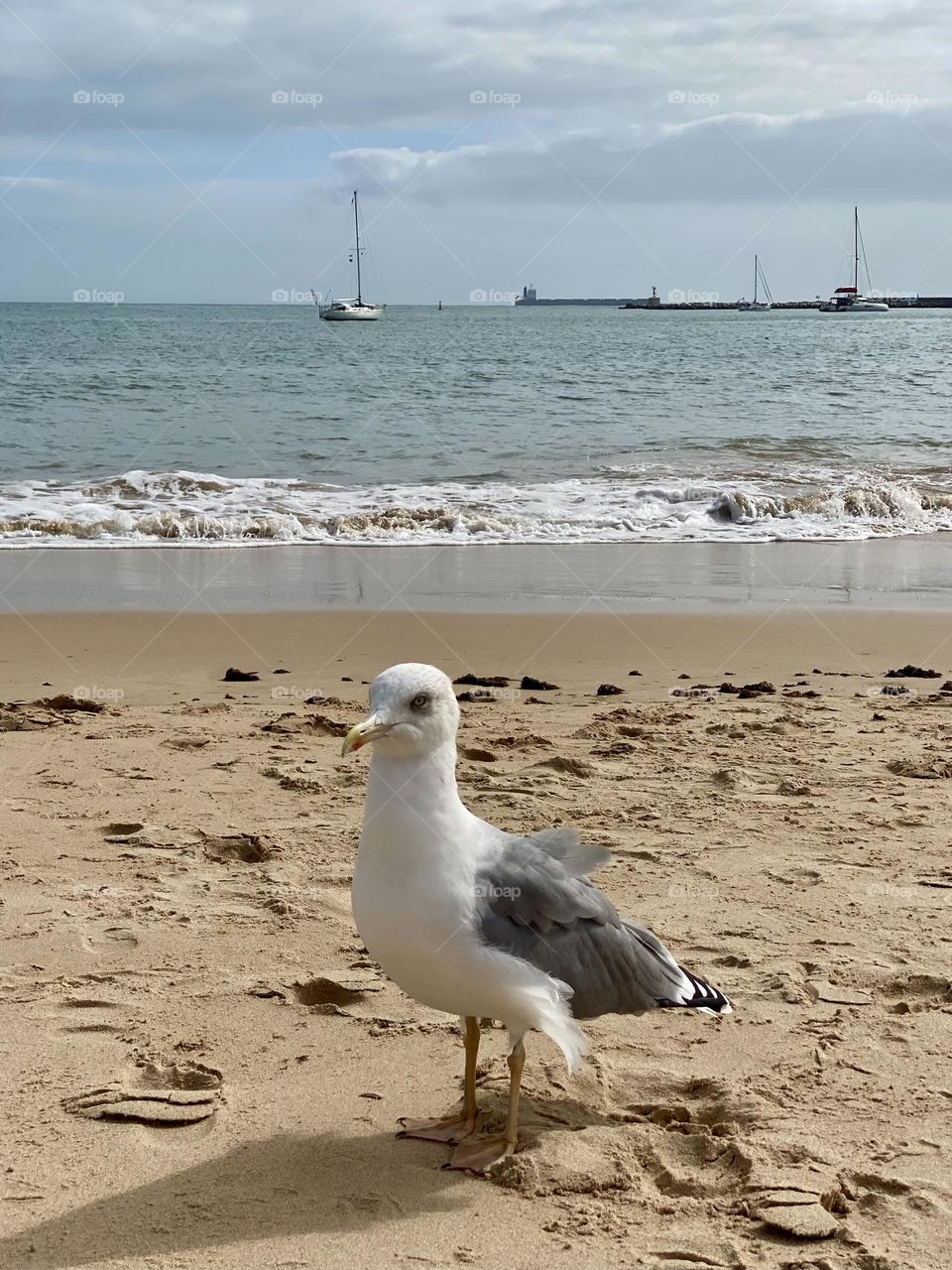 Seagull walks on the beach