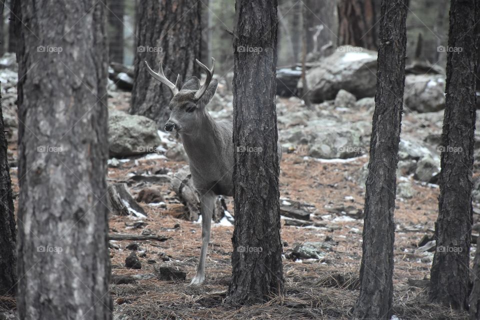 Deer @ Bearizona