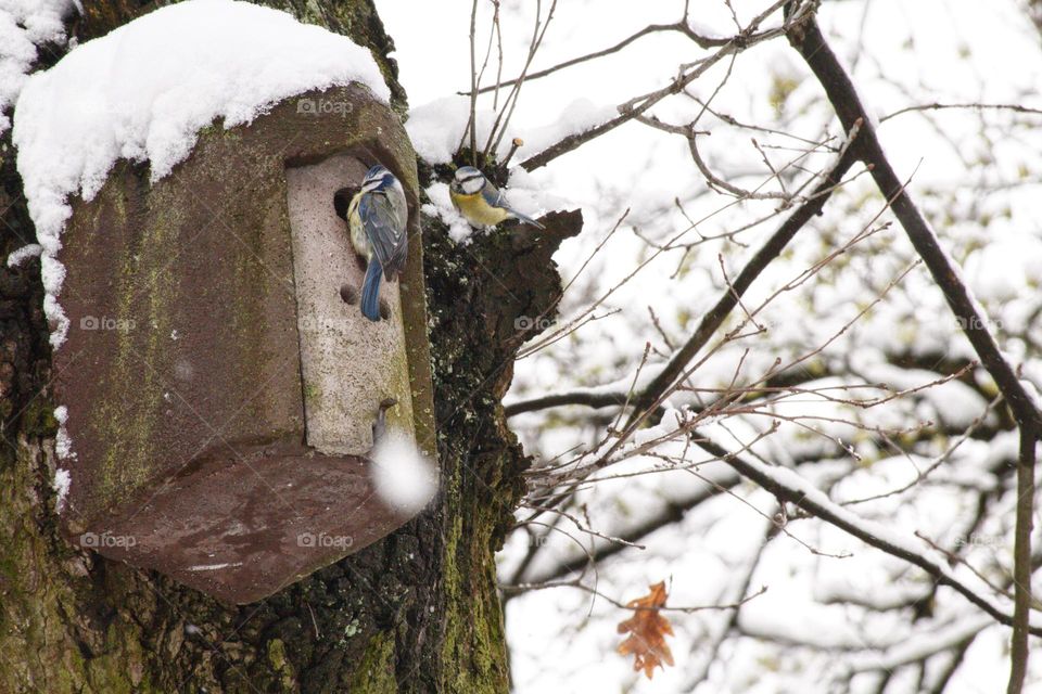 Great titmouse couple feeding their chicks during a sudden late winter comeback in the spring.