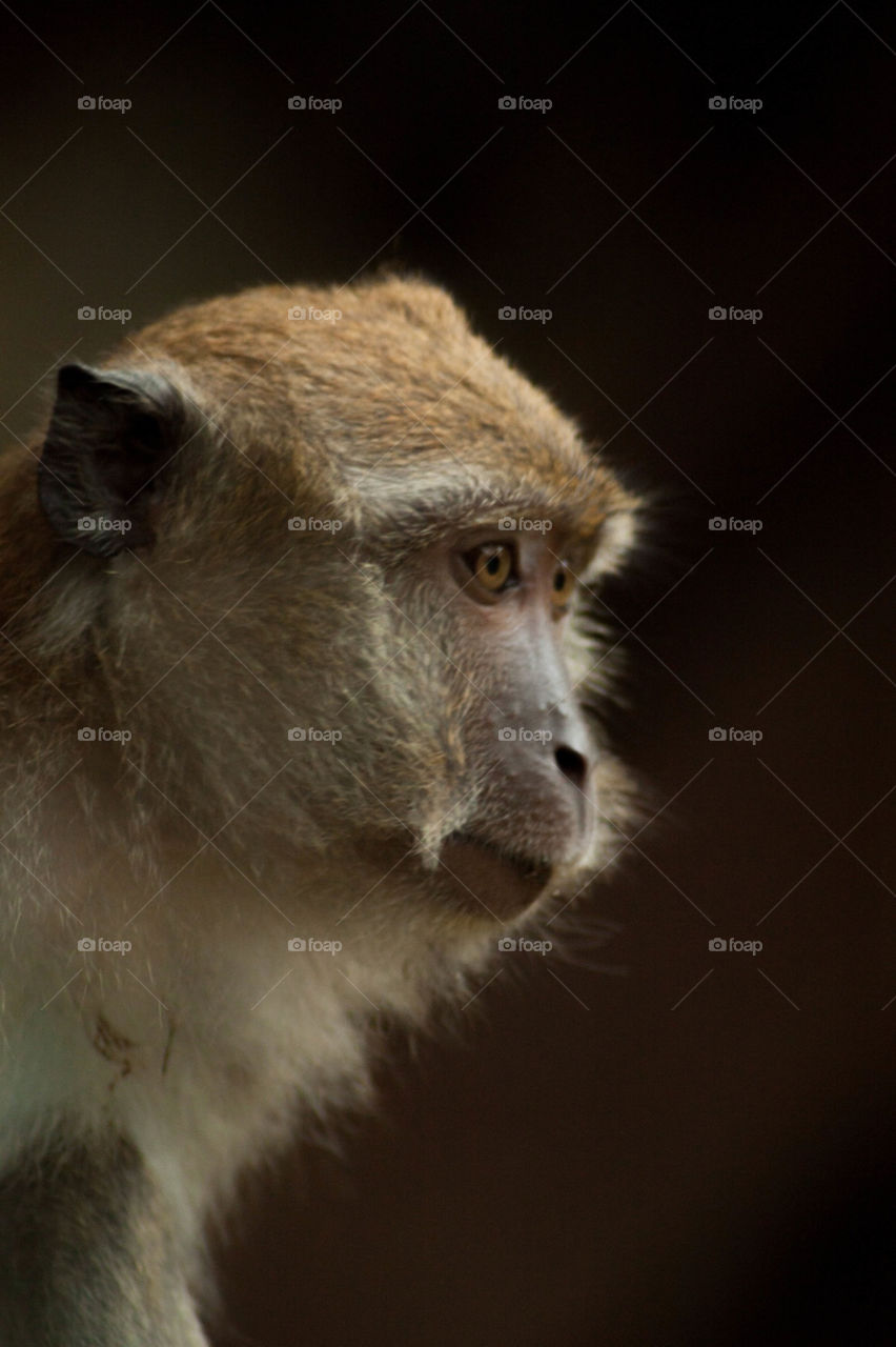 animal portrait asia monkey by ndia