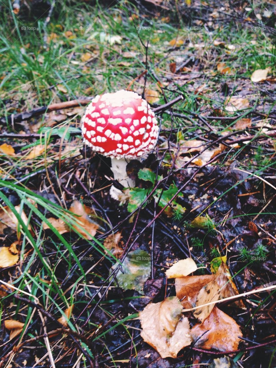 My first mushroom:)