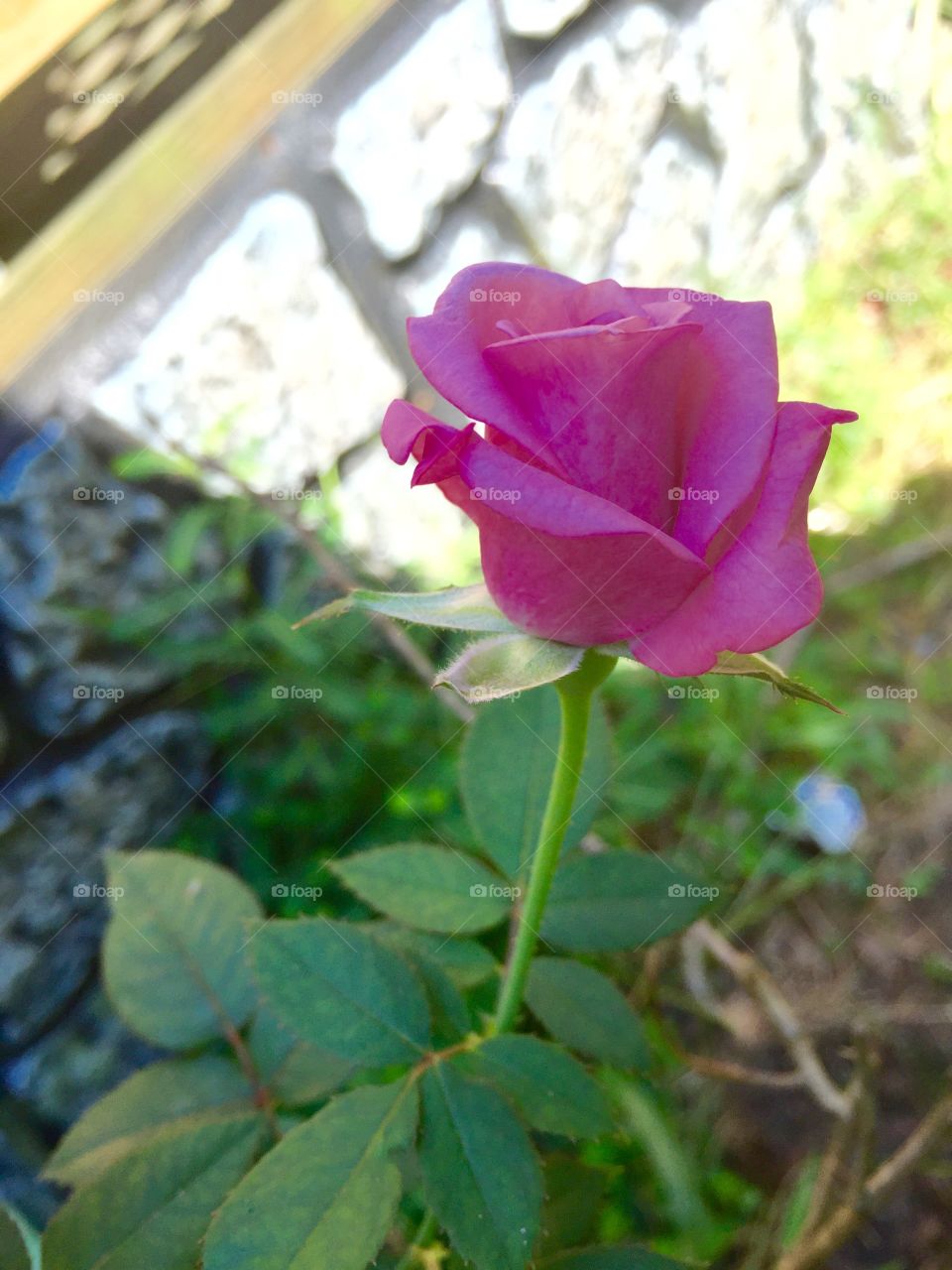 Pink Rose from my rose bush