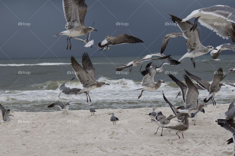 Flock of seagulls on the beach flying 