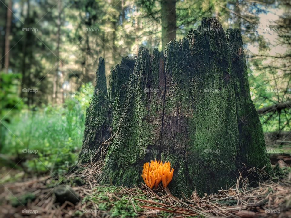 Golden Mushroom on Mossy Log in Sunlit Forest