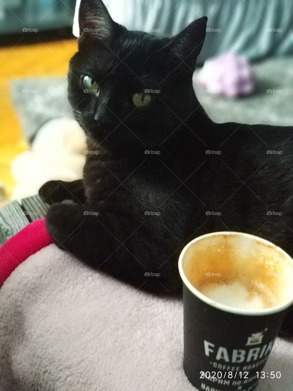 Cat with coffee