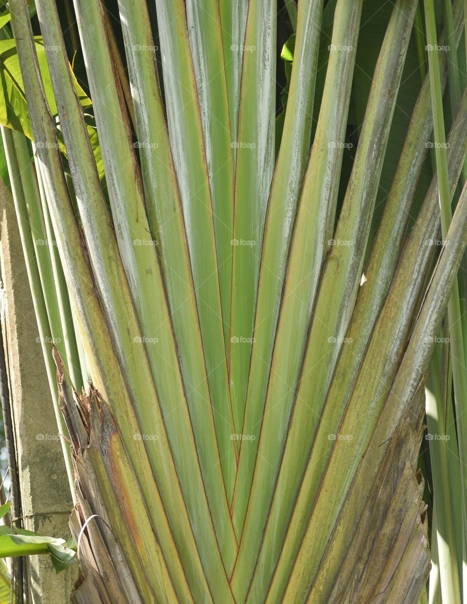green leafs for background