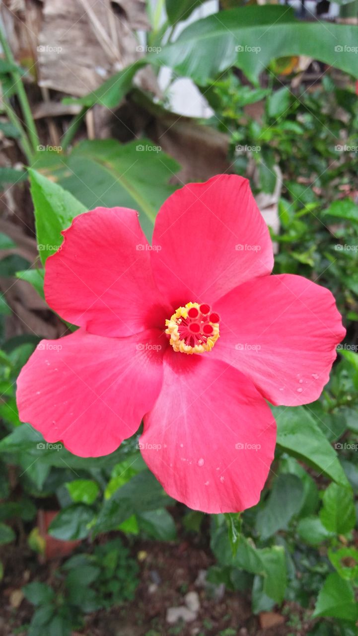 Hibiscus rosa sinensis (kembang sepatu)