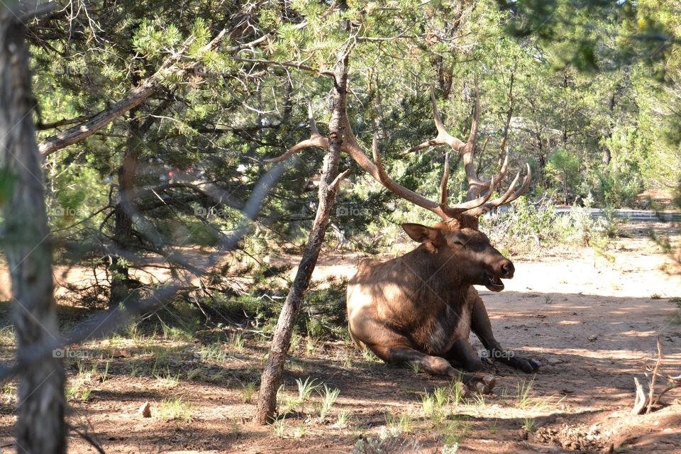 Deer at Grand Canyon campsite 