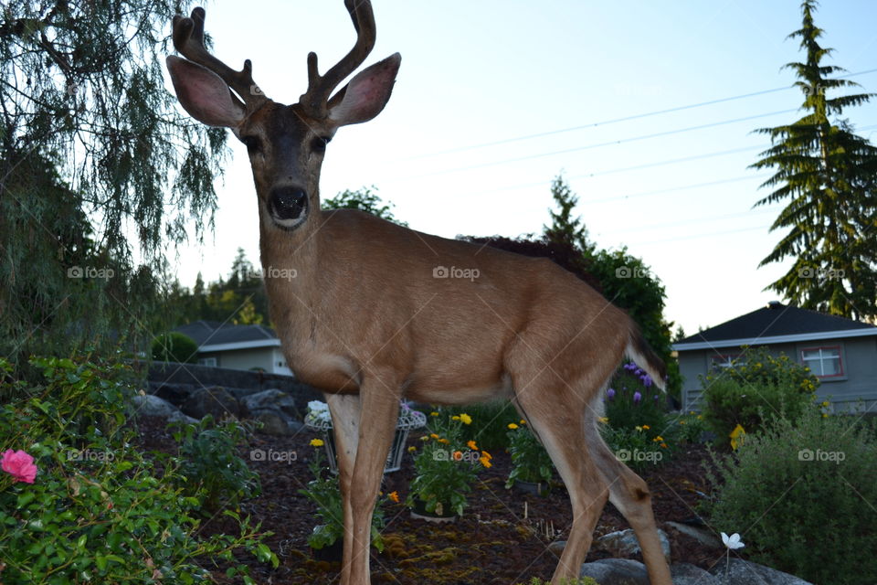 Canadian scenery large male Buck deer with antlers in British Columbia
