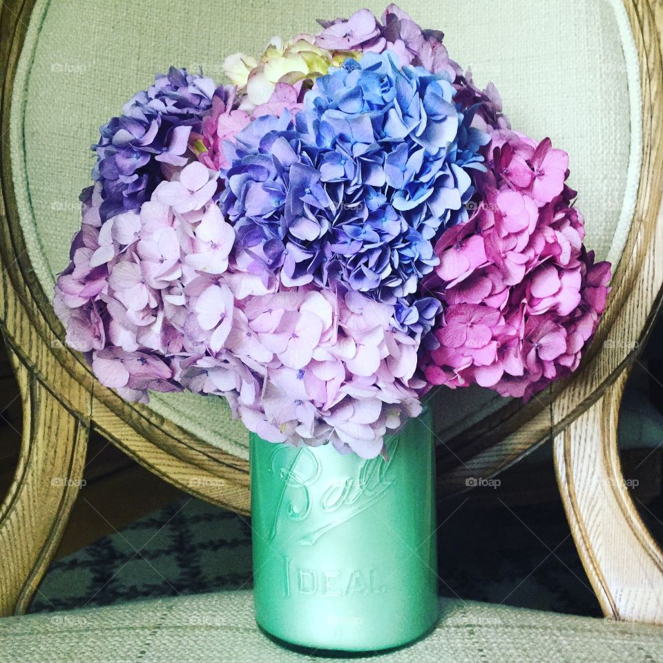 Flower, No Person, Flora, Nature, Lavender