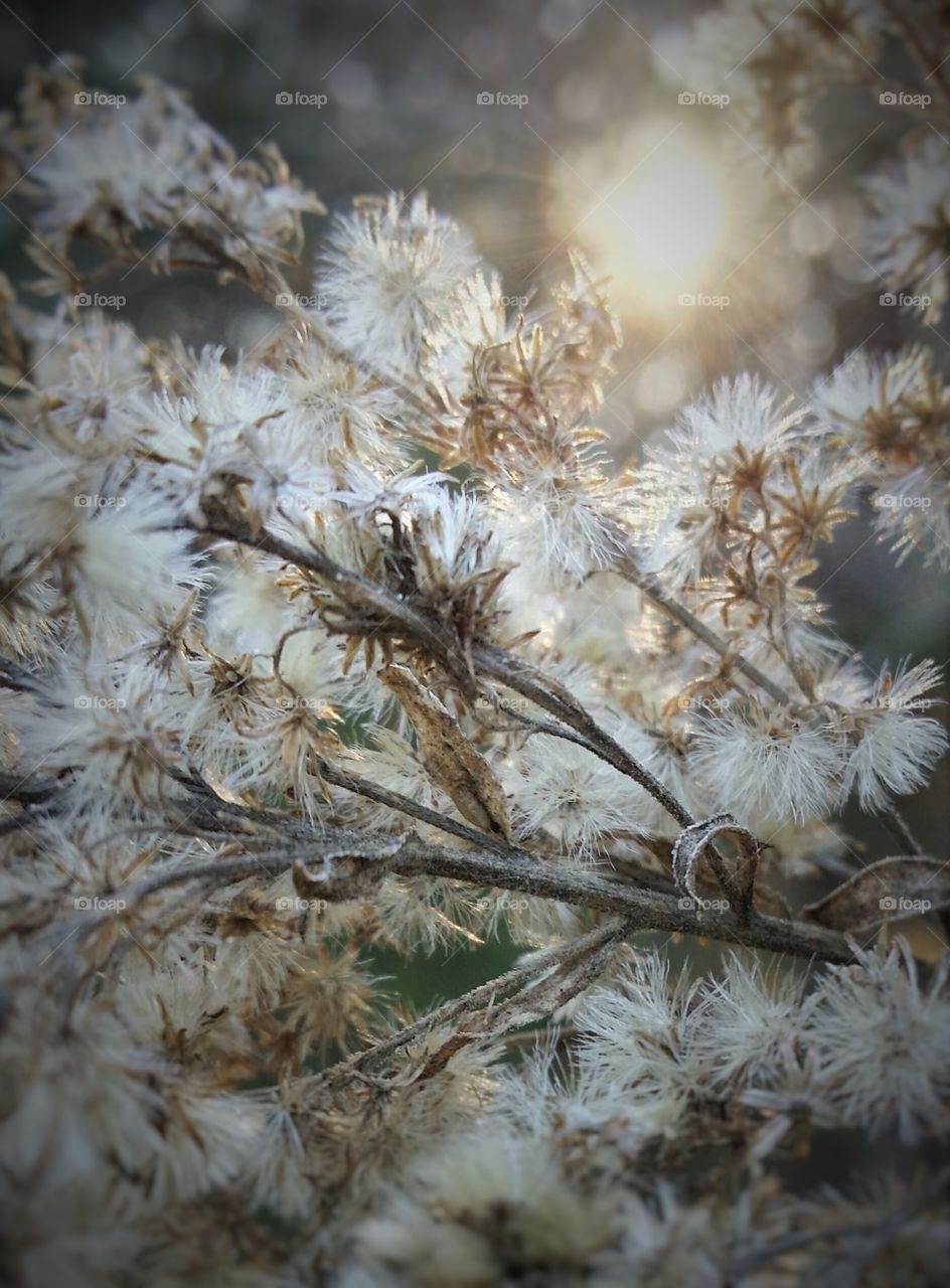 Sun Thru the Weeds