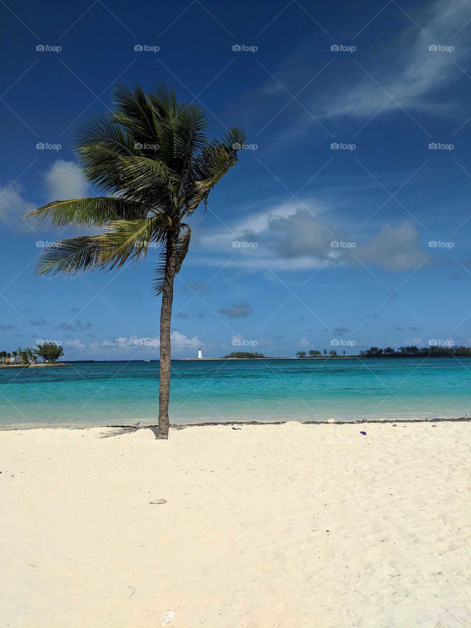 Palm tree on Nassau beach. The Bahamas. White sand beaches. Sea side. Clear skies. Sunny days.