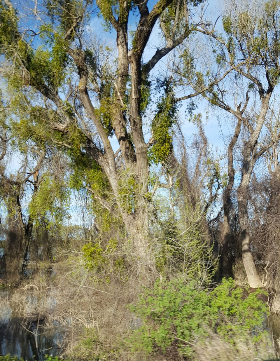 a close up view of the creepiness swamp along the Sacramento river