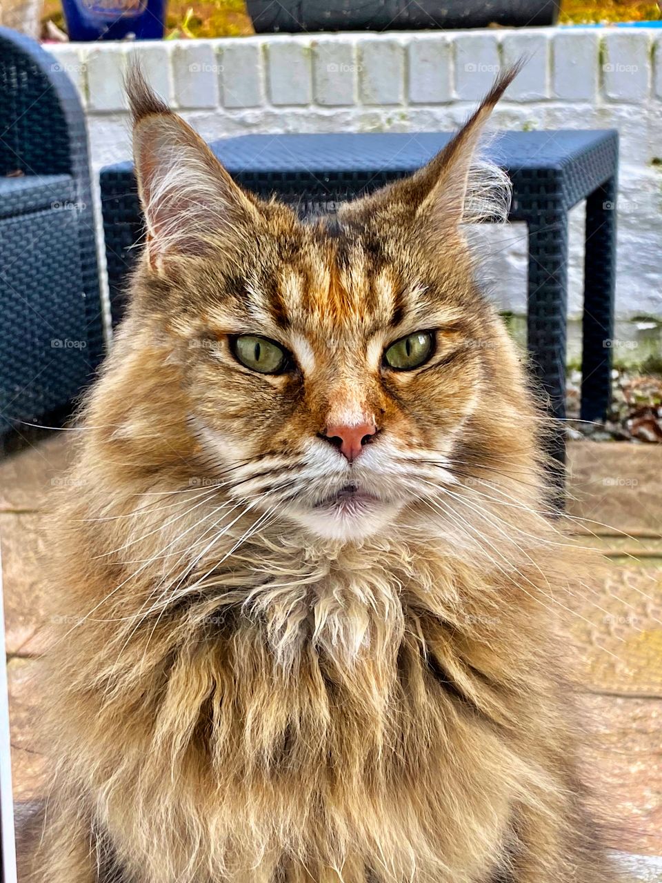 Maine Coon cat. Largest of all domestic cats.