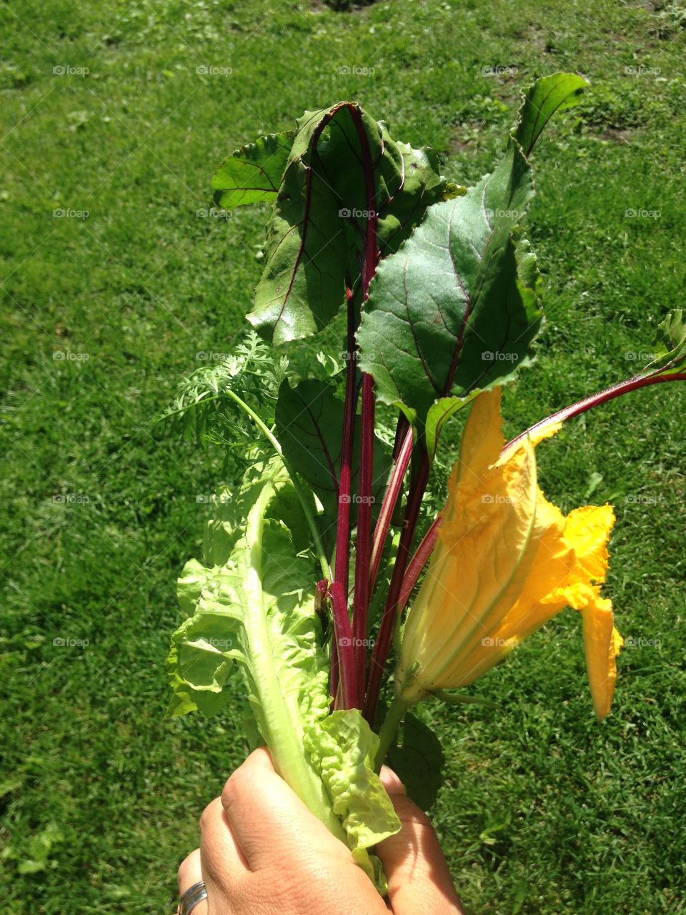 Fresh veggies from the garden 
