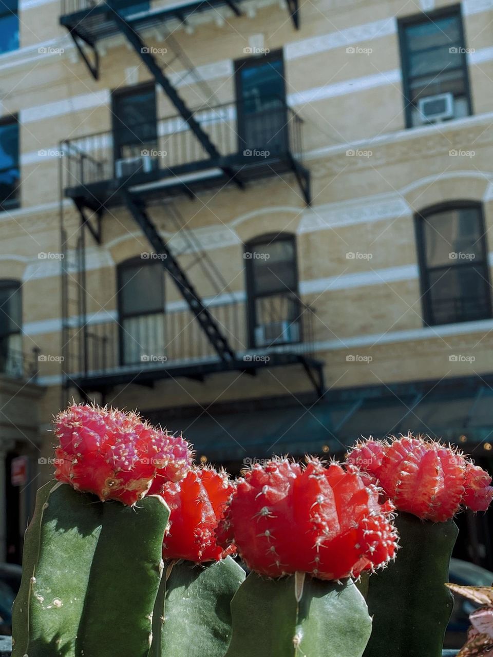 Close up red moon cactus against the apartment building.