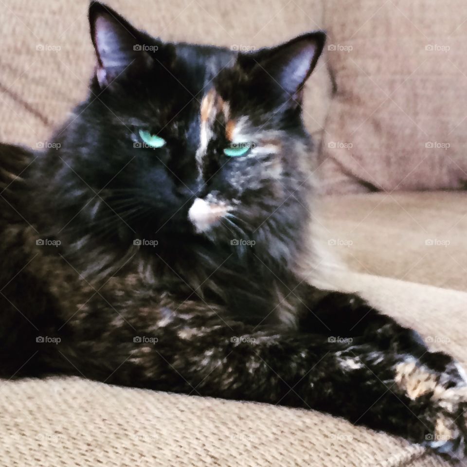 Serious Calico Kitty 