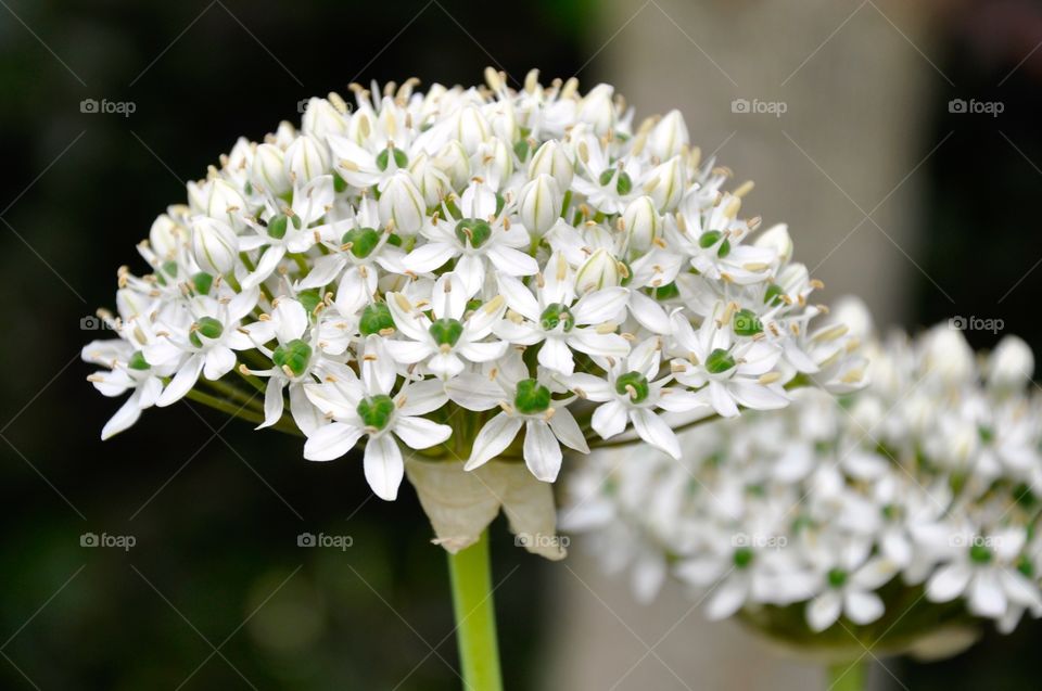 Flower in my garden in spring