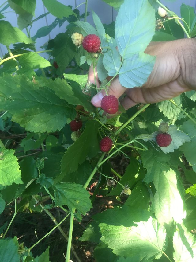 Raspberries in my garder