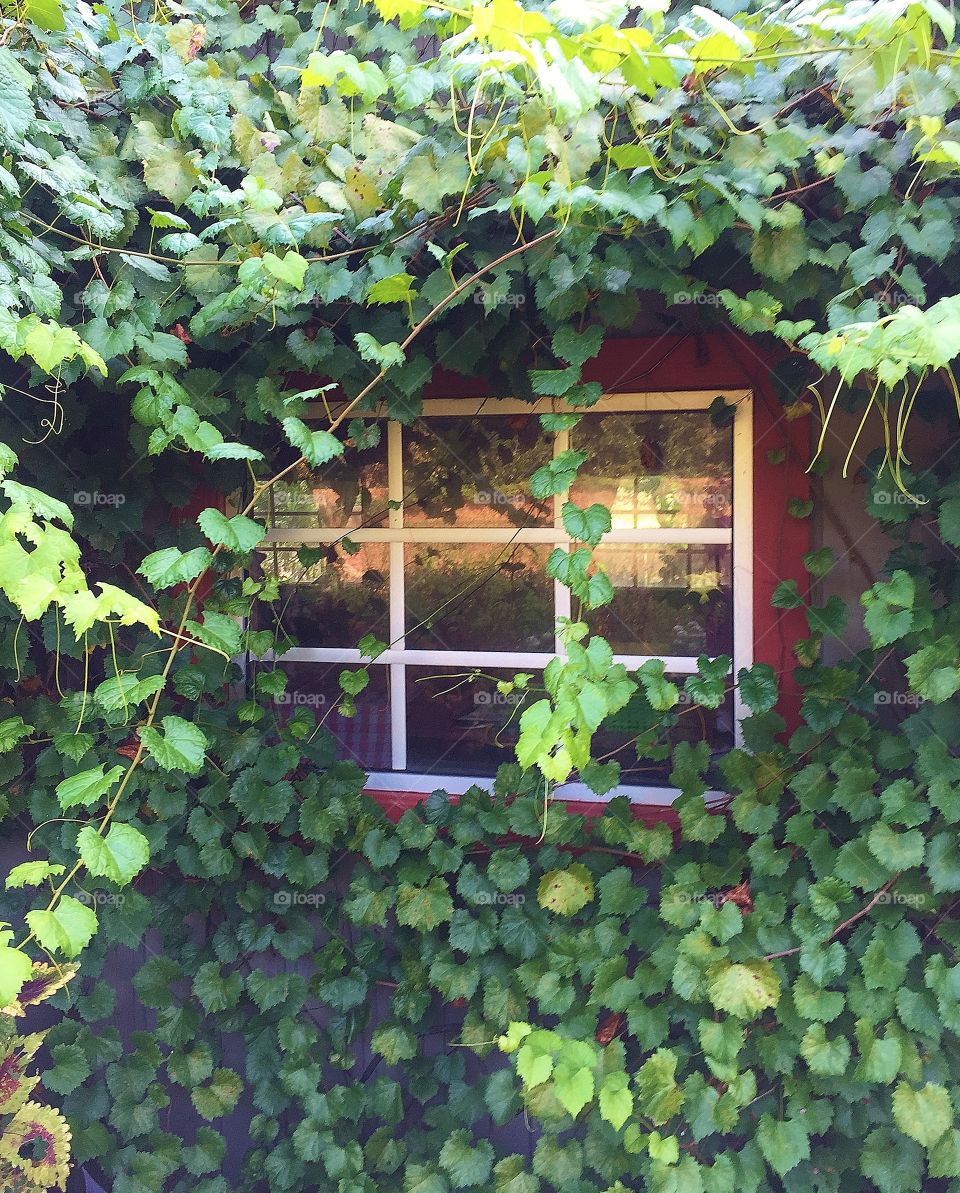 Window In a Garden