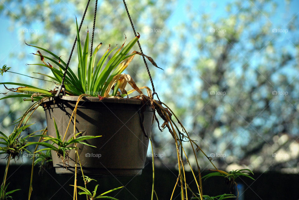 hanging house plant