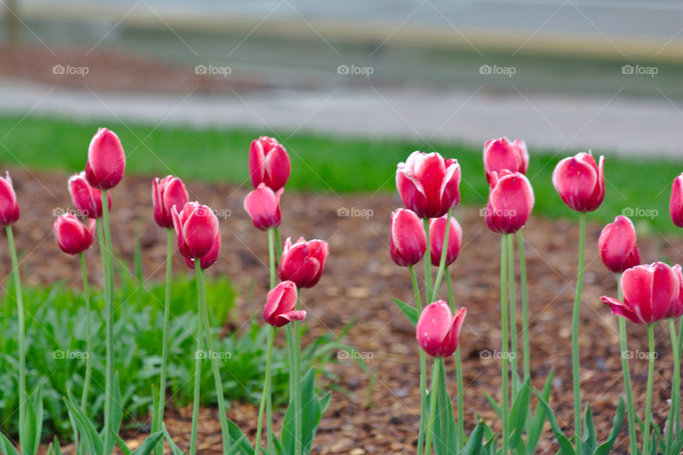 tulips in the rain