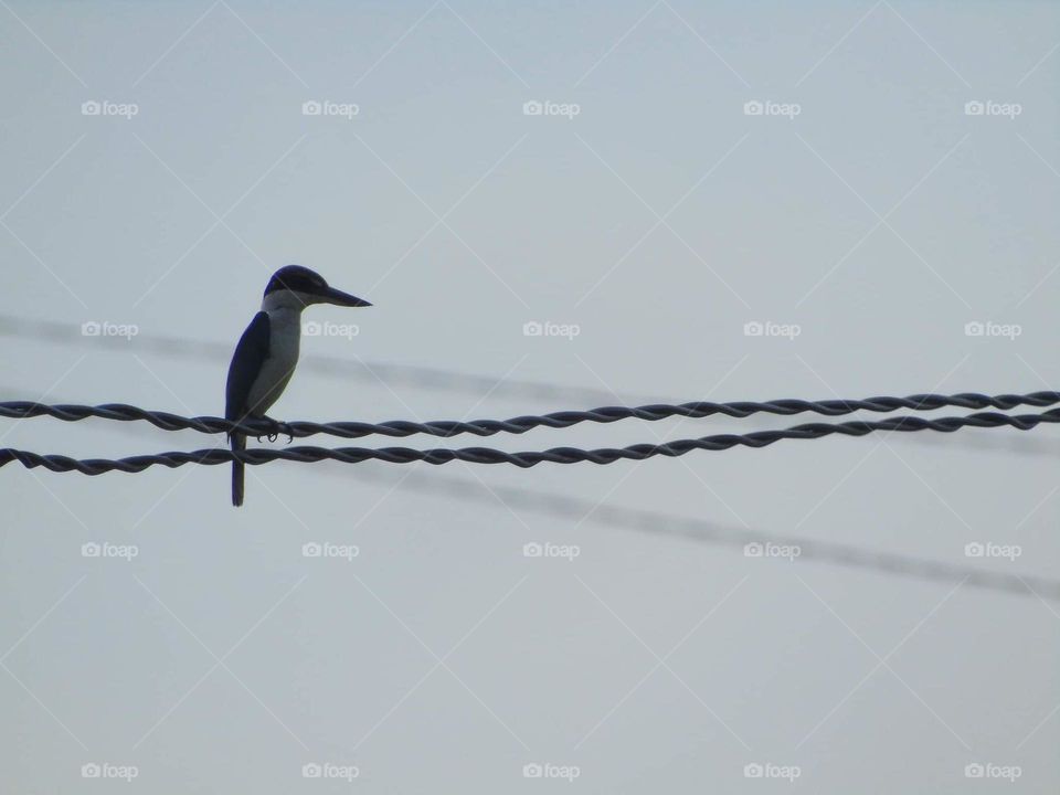 Collared Kingfisher . Perching lone for the long at the day of light . Actually pair bird of this to the site, the kingfisher one flyng to the reason of its .