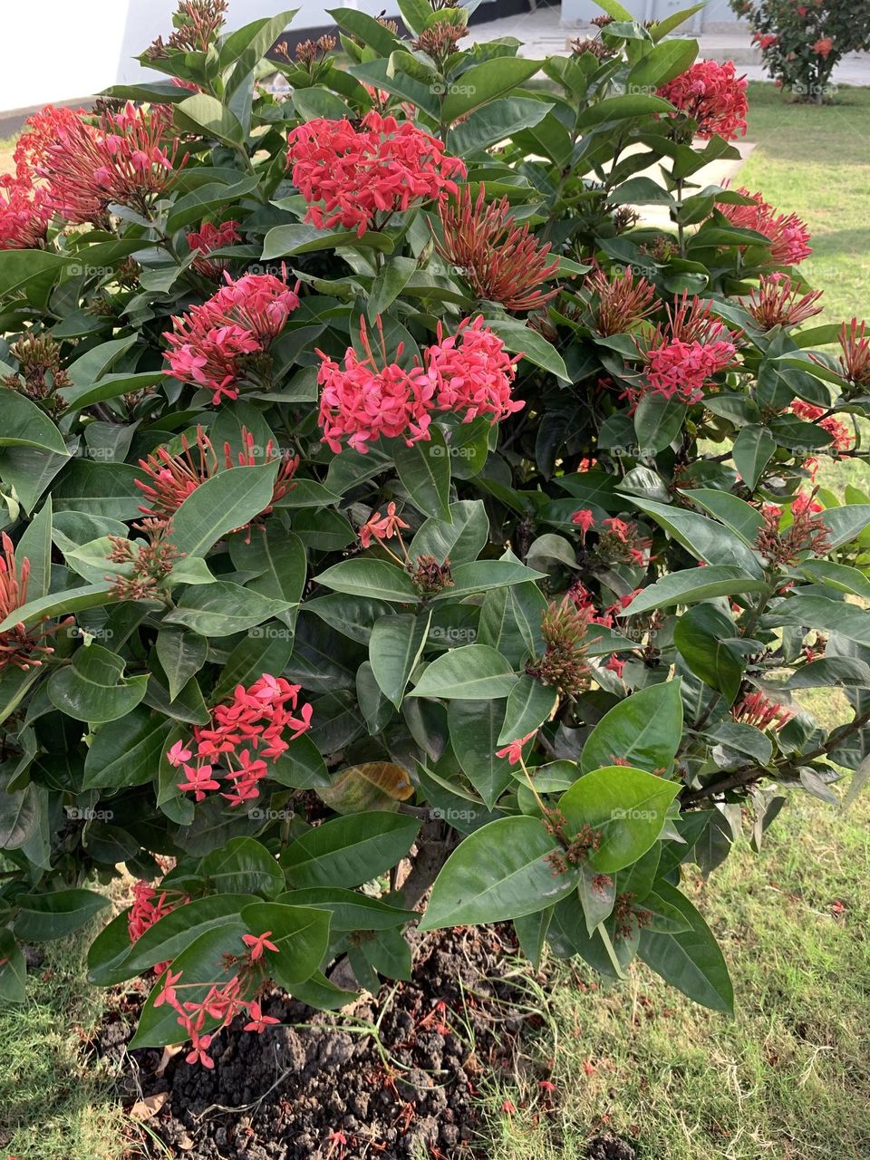 Bunches of tiny flowers 