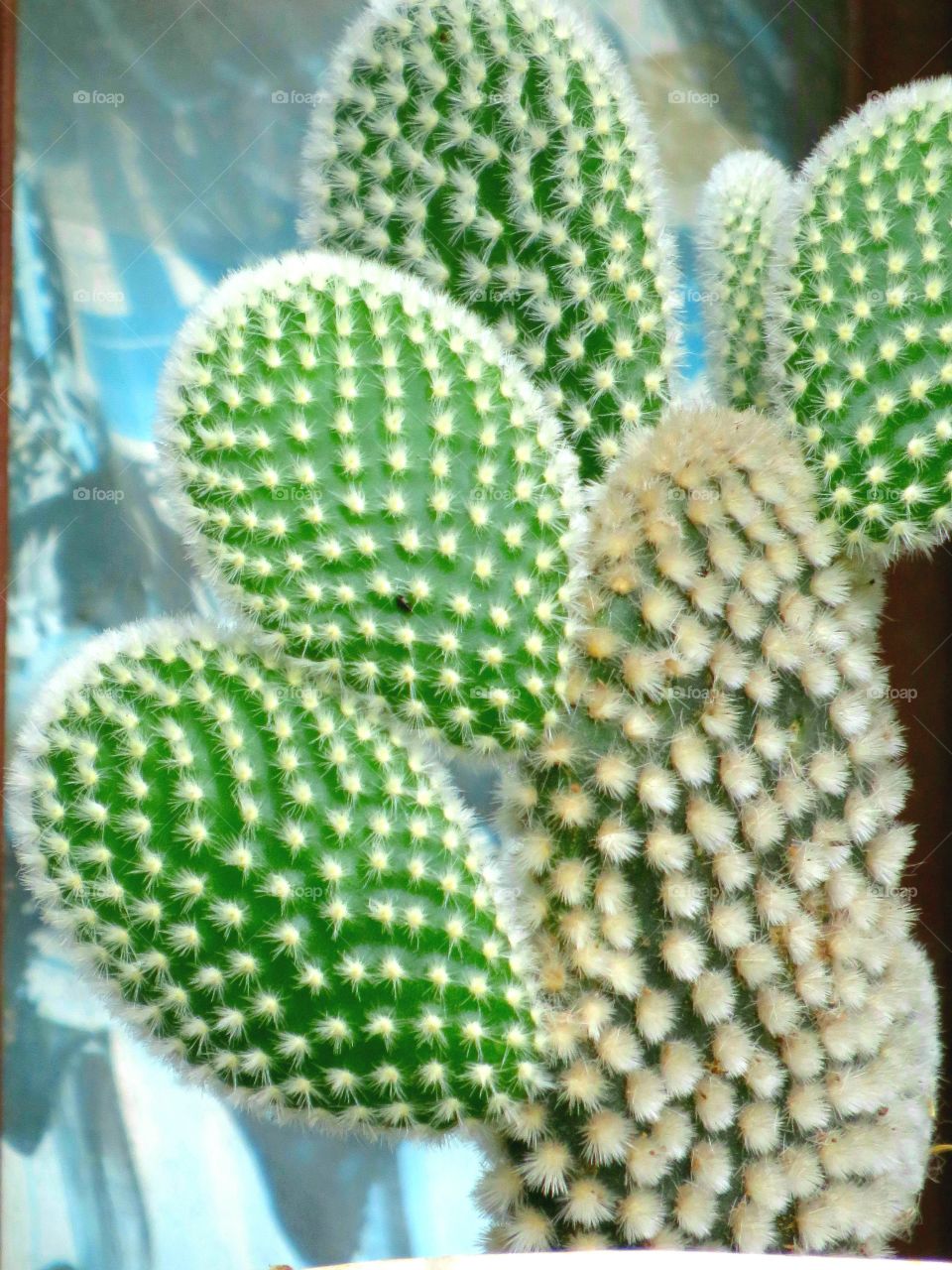 Cactus is green.