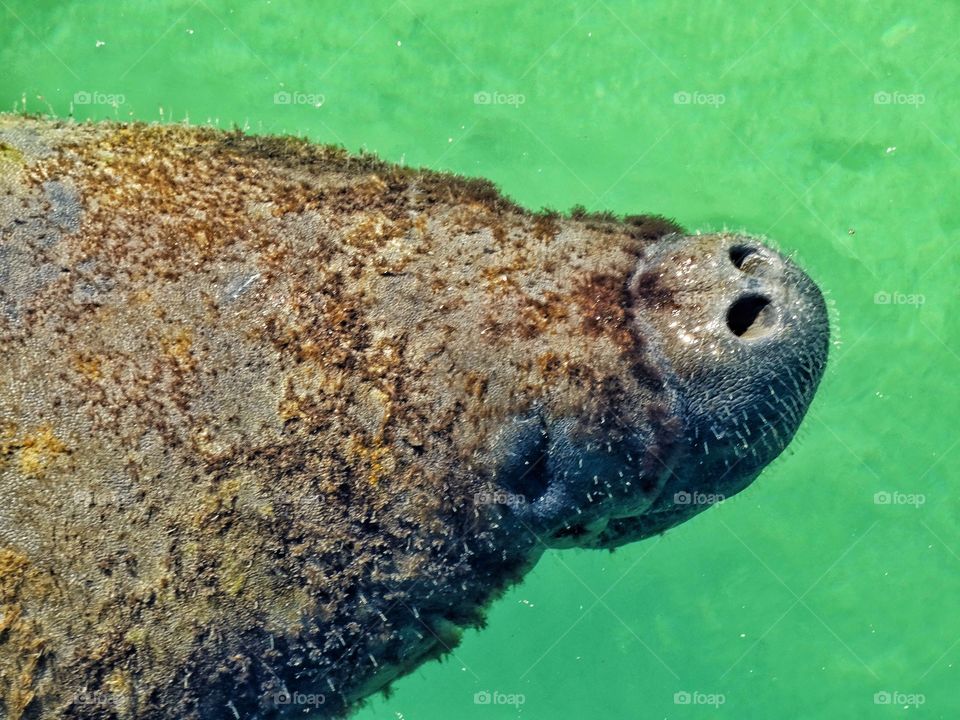 Manatee
