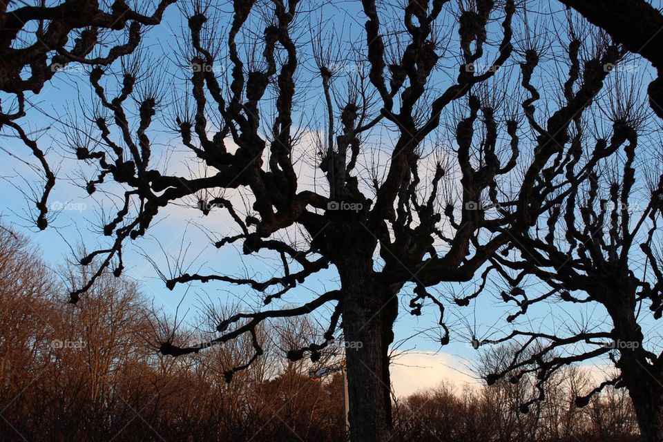 Silhouette of a tree against sky