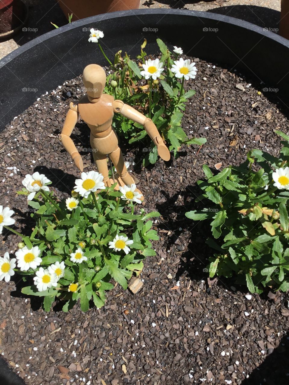 Crazy plant people wooden man weeds the flower box