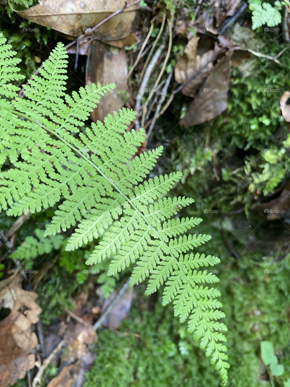 Fern