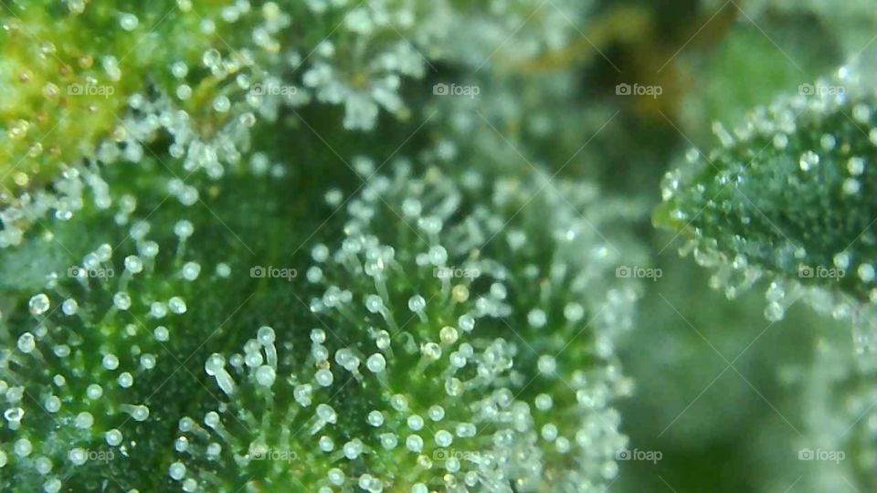 trichomes weed pot thc Michigan growers 