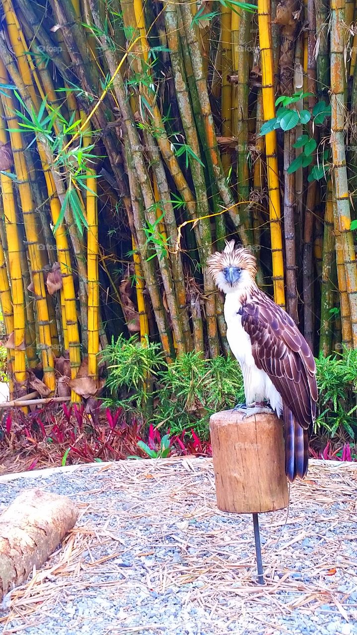 philippine eagle