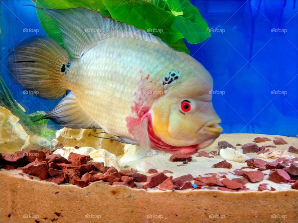 Monster size Tropical fish - Pyro Trimac Cichlid!!!