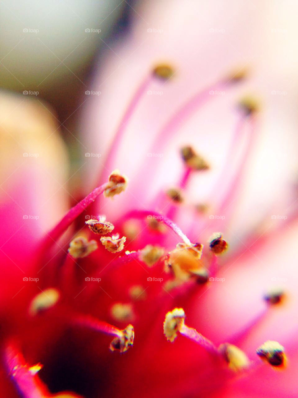 Close-up of red flower