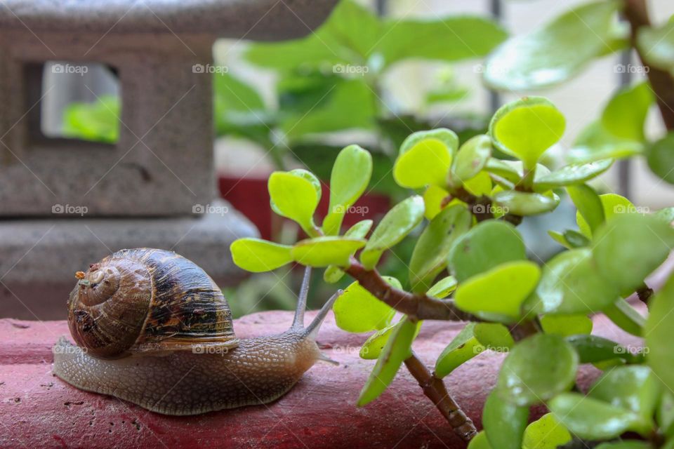 Snail on a potted plant