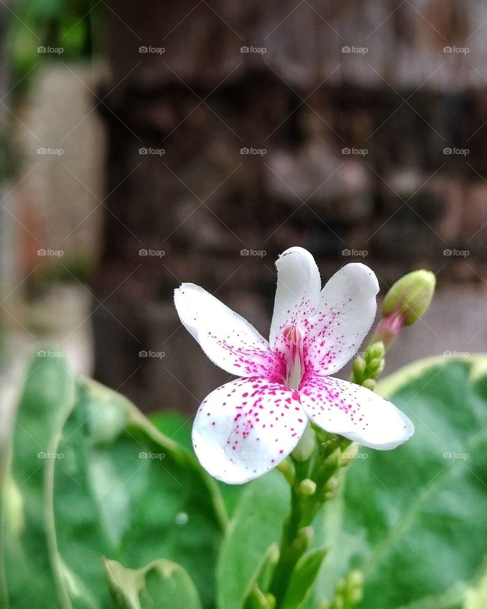 Flor pseuderanthemun carruthersii var. reticulatum
