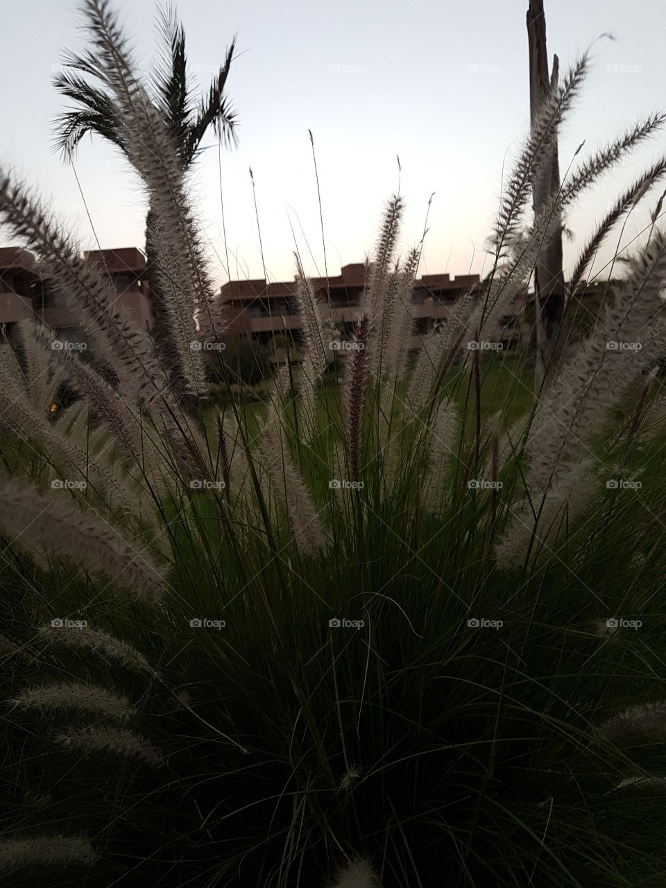 nature flower marrakech